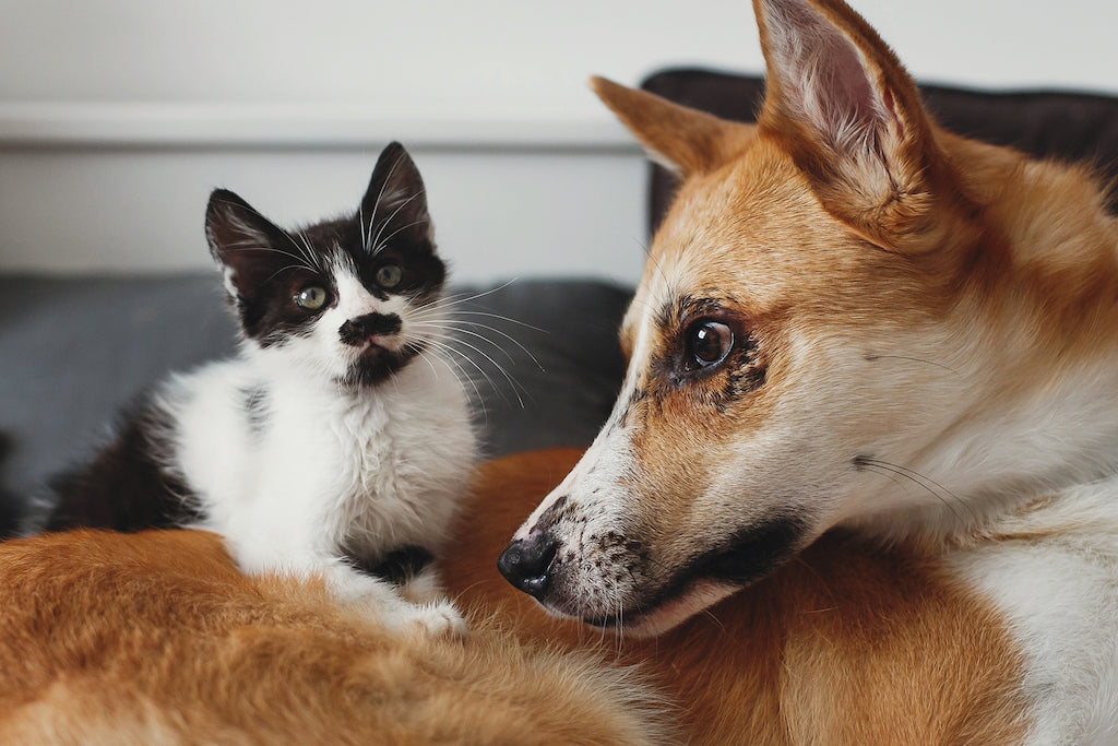 Cómo Hacer que tu Perro y Gato se Lleven Bien: Guía Completa para la Convivencia Pacífica