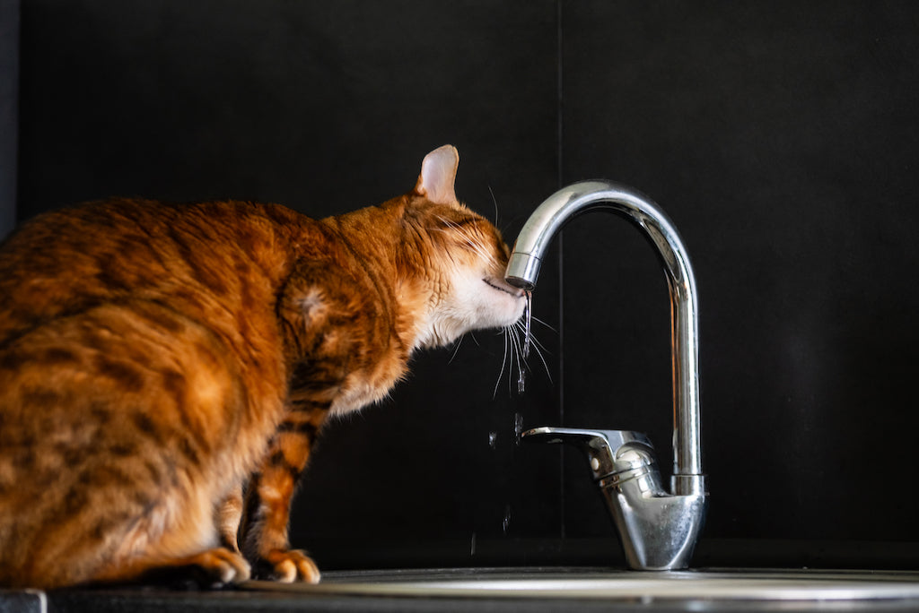 La Importancia de la Hidratación en Gatos: Un Enfoque Veterinario