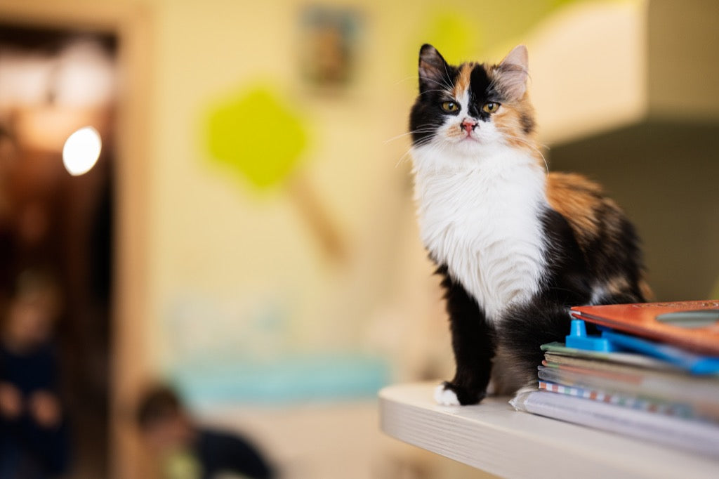 Cómo reforzar las buenas conductas de tu gato (y crear un hogar “cat-friendly”)