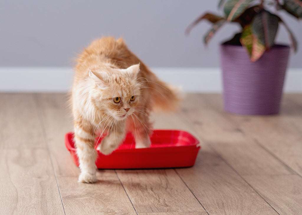 ¿Por qué los gatos dejan de usar su arenero? Razones y Soluciones