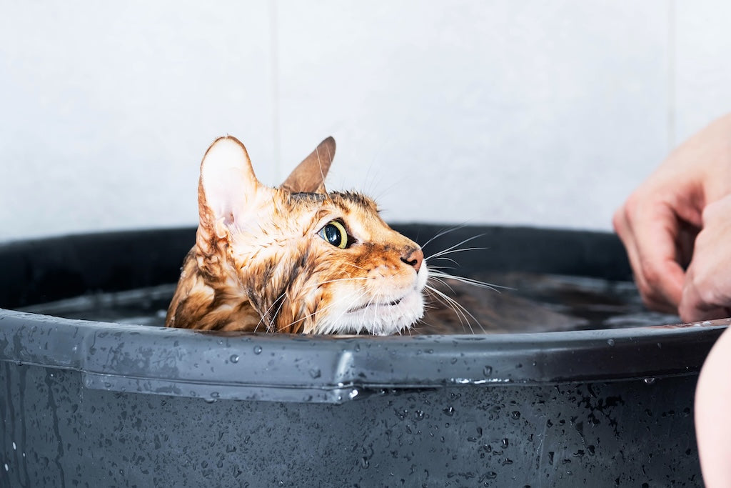 ¿Cómo acostumbrar a tu gato al baño? Guía efectiva basada en etología felina