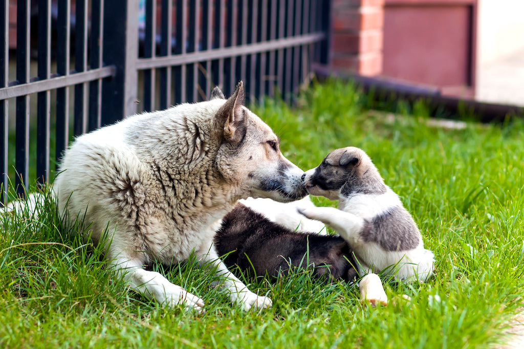 El Fascinante Viaje del Crecimiento Canino: De Cachorros Juguetones a Compañeros Ancianos