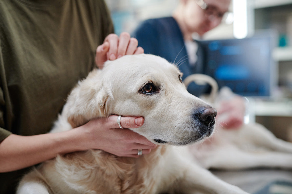 Parvovirus Canino: Síntomas, Prevención y Vacunación para Proteger a tu Perro