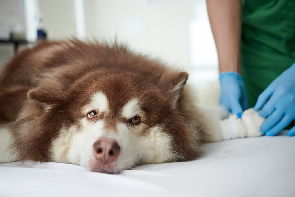 Problemas Renales en Perros: Prevención y Tratamiento con Renaquel Can